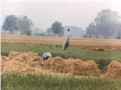 Sarus crane pair, IITK